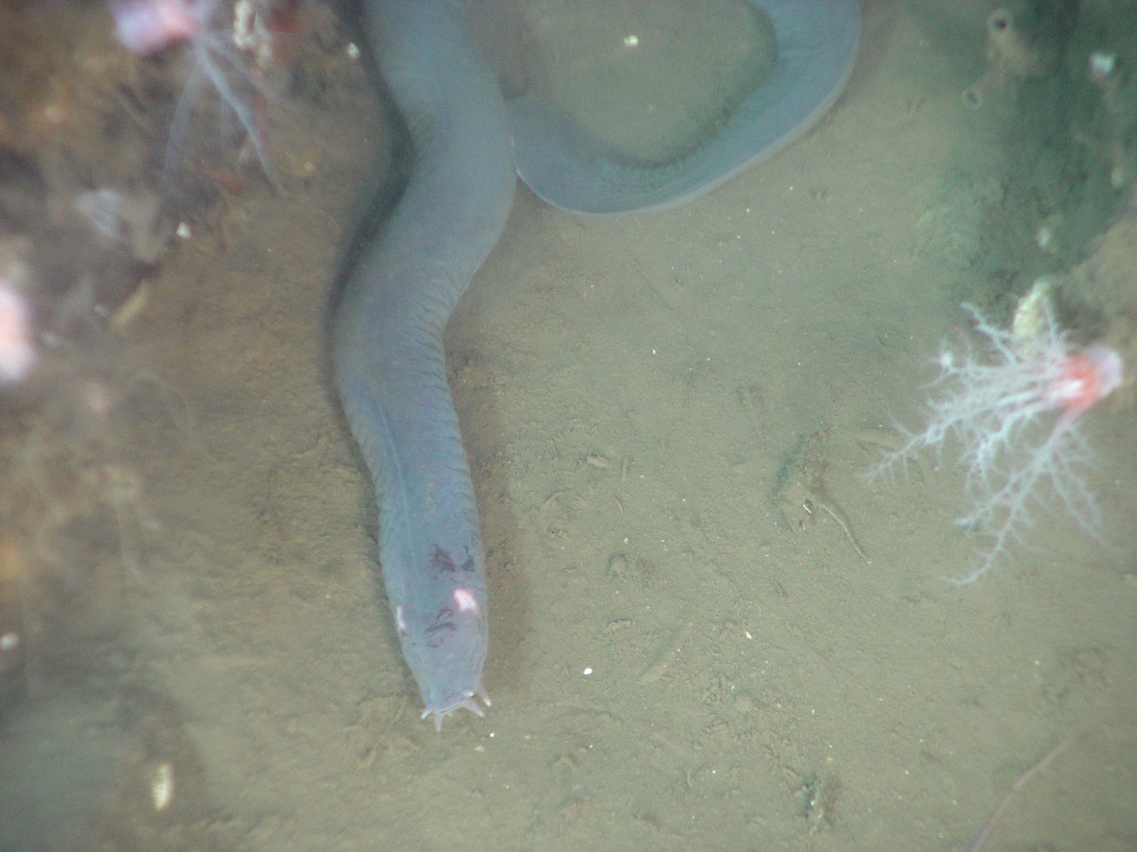 Hagfish Slime: Undersea Jammer That Stops Predators (image credits: wikimedia)