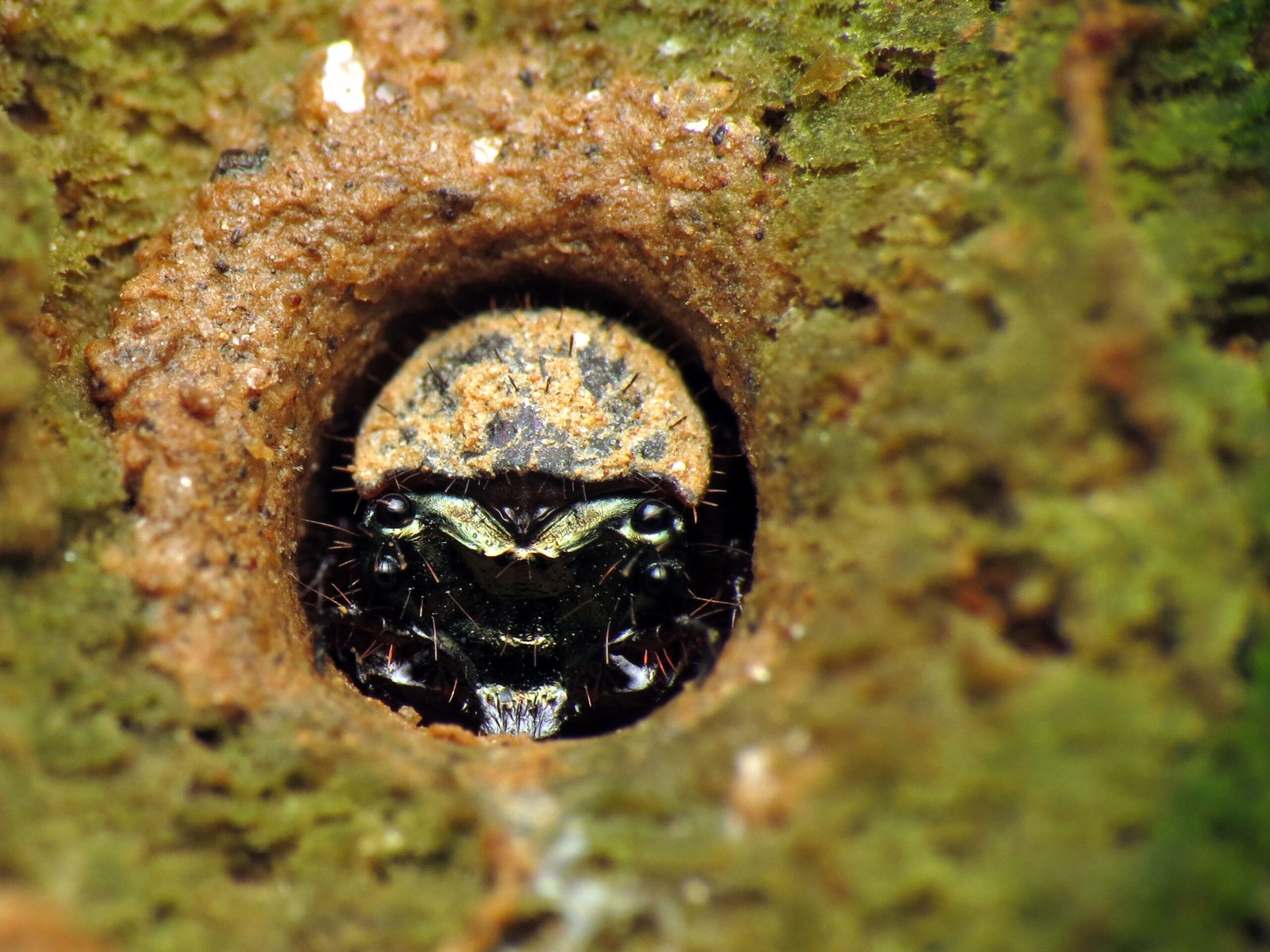 The Hidden Clues (image credits: wikimedia)