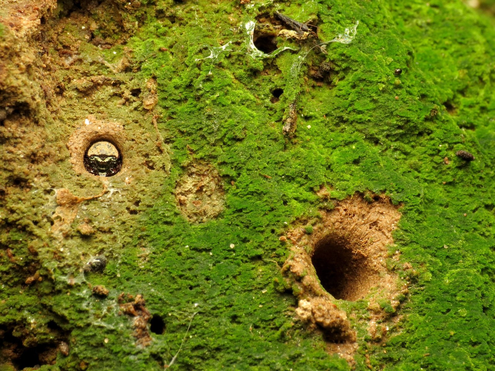 Call to Action (image credits: wikimedia)