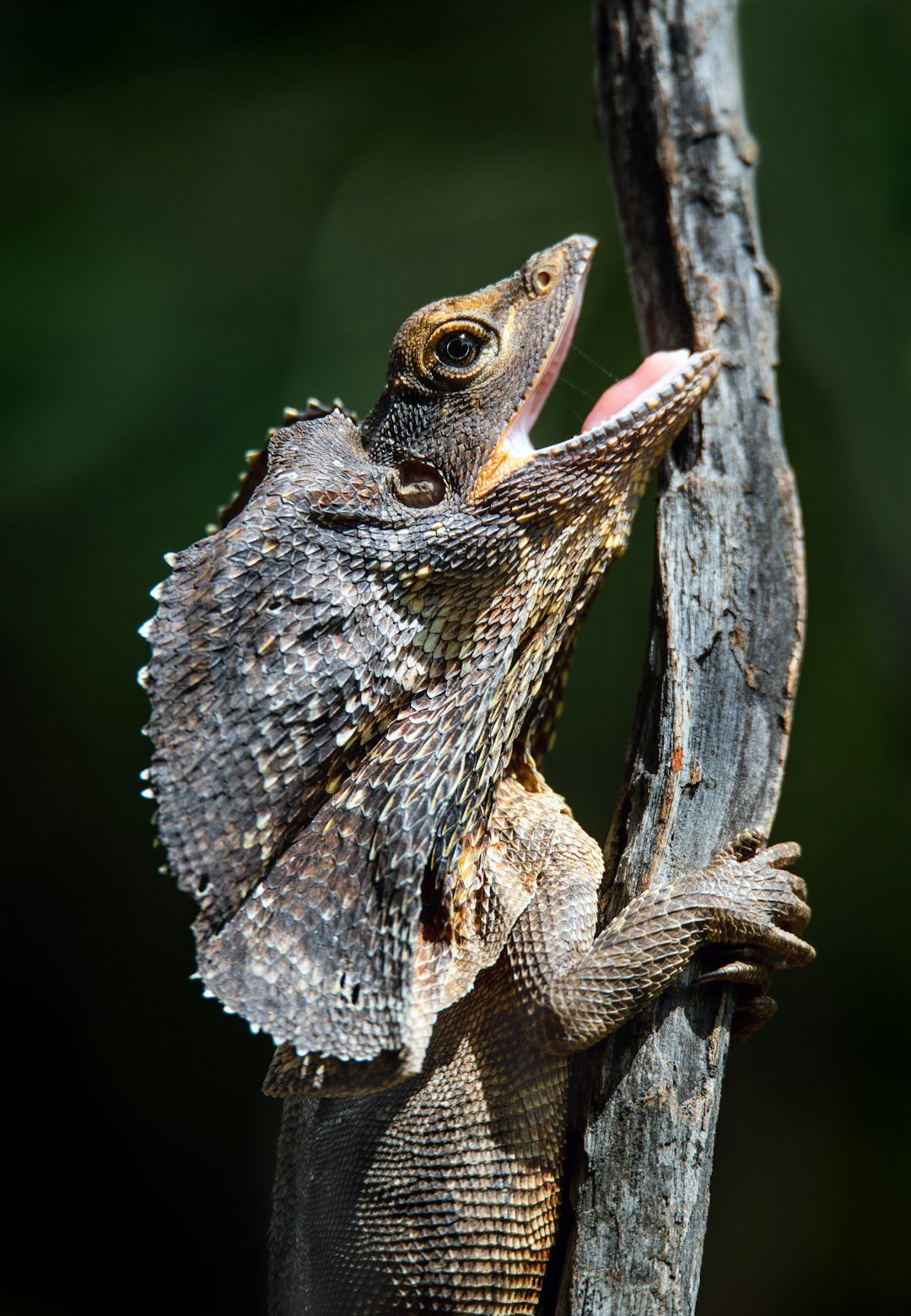 Sprint Mode: From Four Feet to Two (image credits: unsplash)