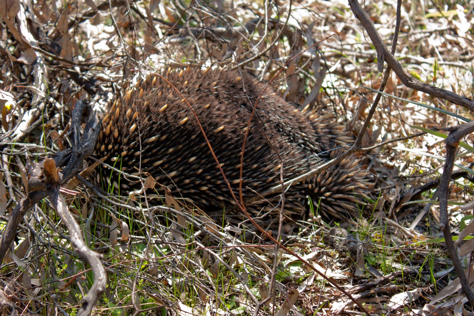 3) Engineer Beneath Our Feet: How Echidnas Rebuild Ecosystems (image credits: wikimedia)