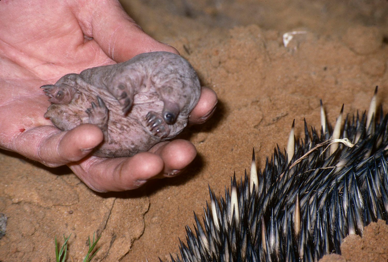 4) The Mystery of the Puggle: A Birth Story You’ve Never Seen (image credits: wikimedia)