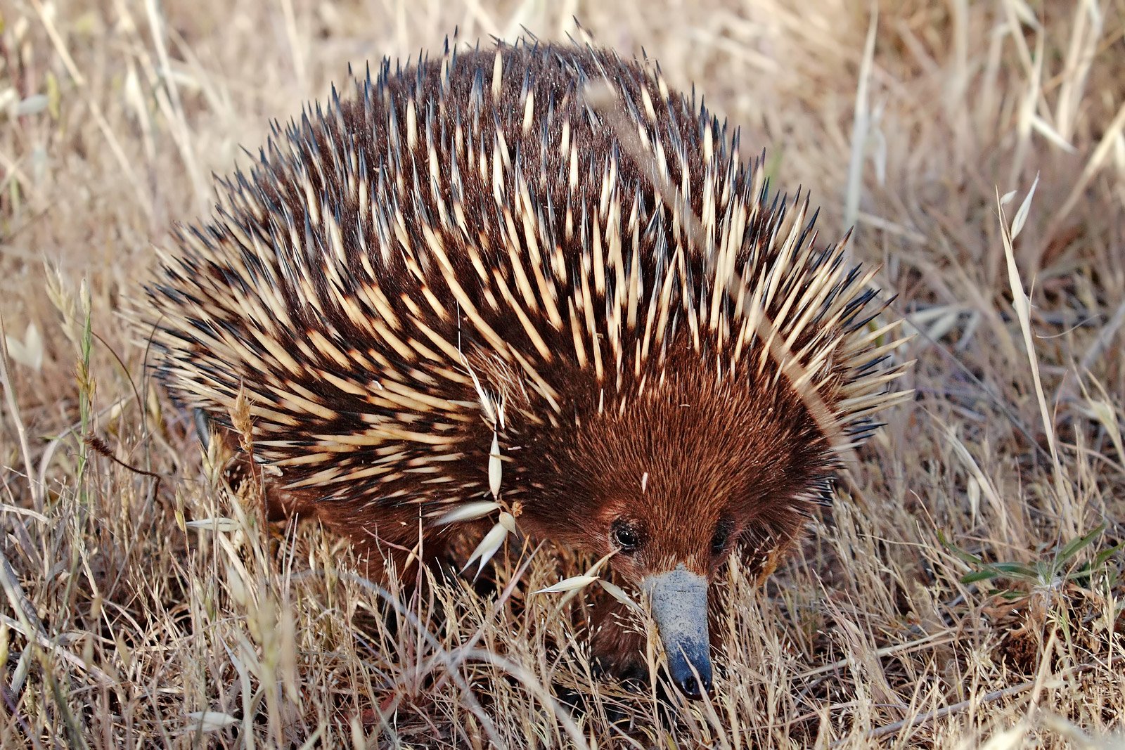 5) Senses Wired for the Underground: A Beak That Reads the Earth (image credits: wikimedia)