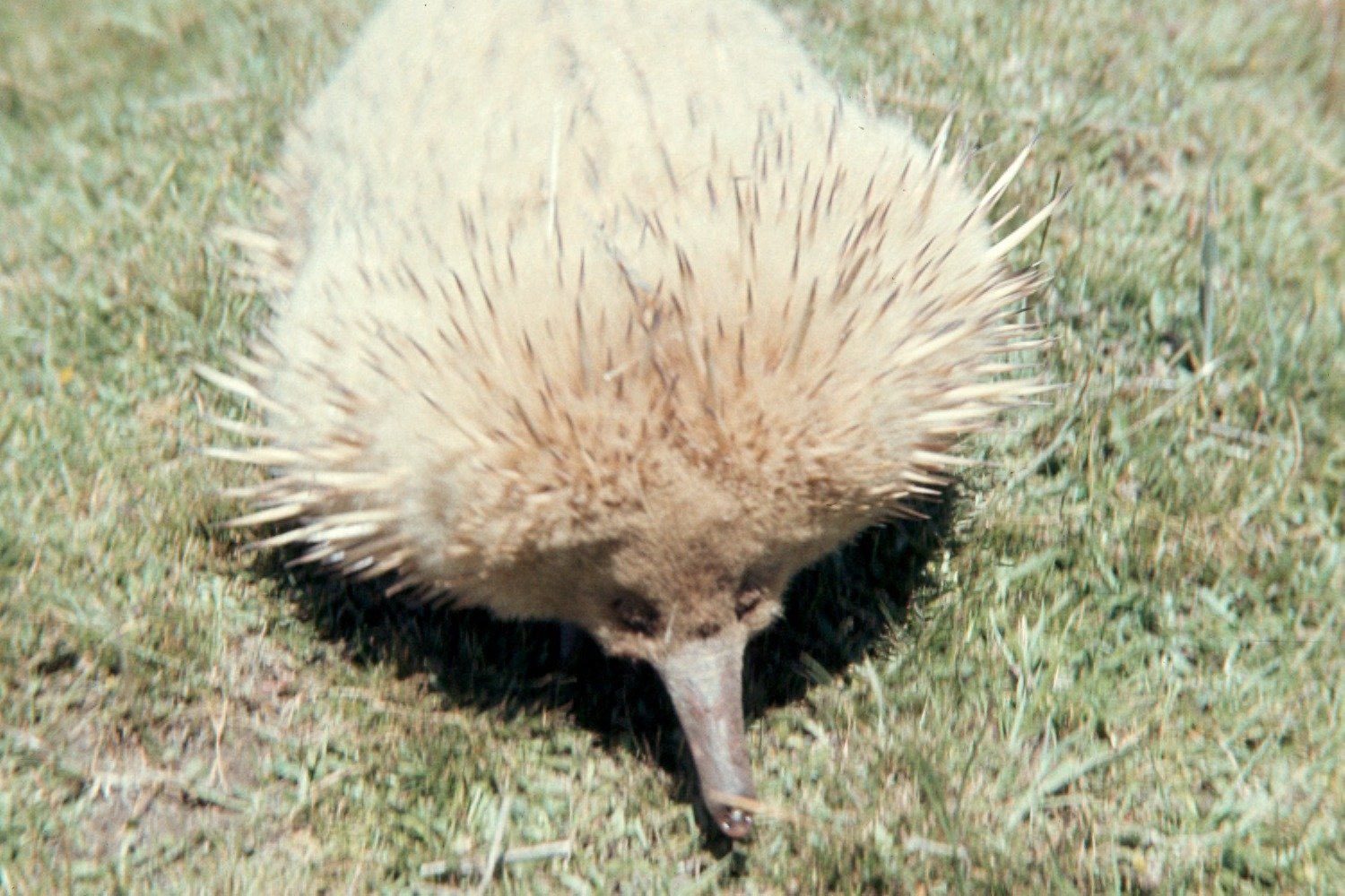 7) Global Perspectives: Four Species, Many Challenges (image credits: wikimedia)