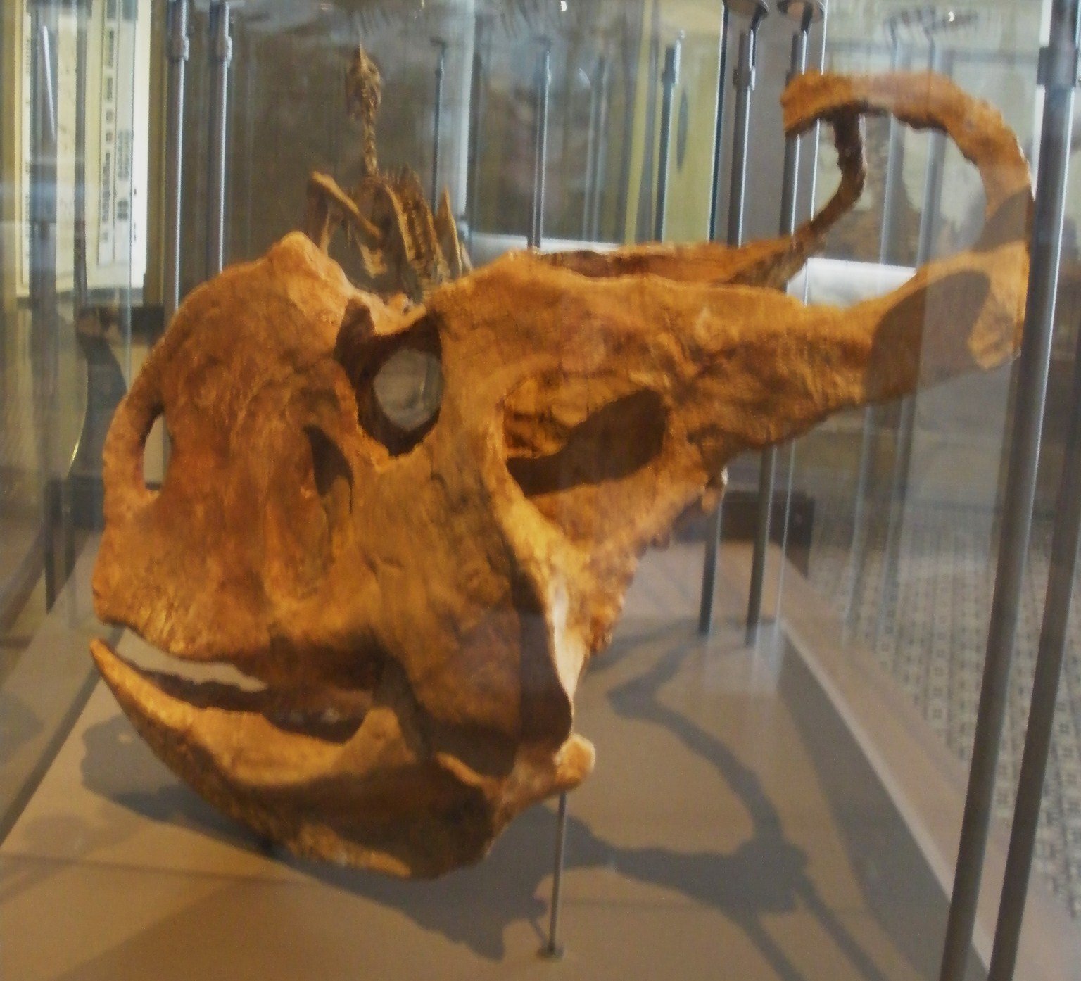 The Hidden Clues: Protoceratops and the Birth of the Griffin (image credits: wikimedia)