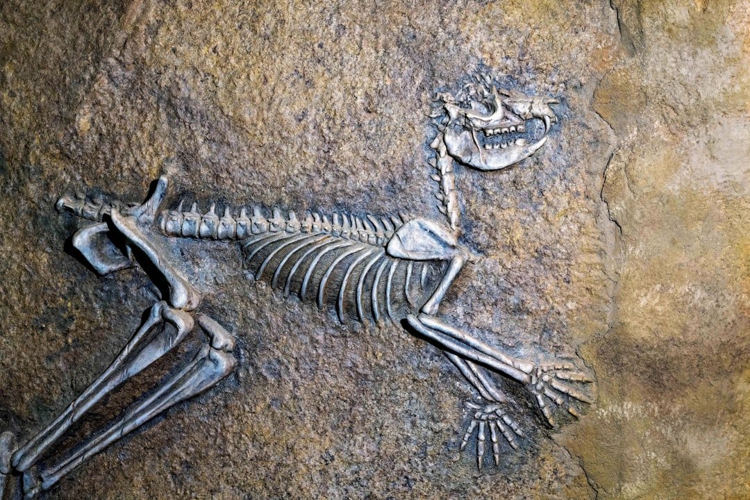 Dragons Underfoot: China’s “Dragon Bones” and Early Dinosaur Finds (image credits: unsplash)