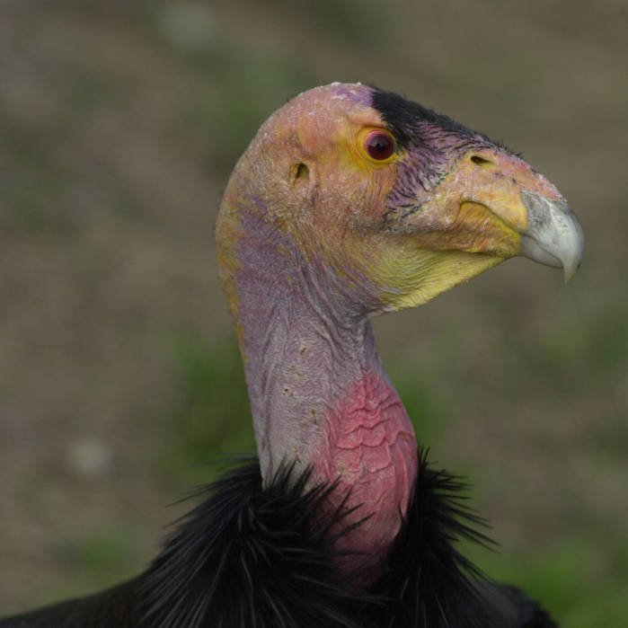 Condors, Lead, and the American Test Case (image credits: wikimedia)