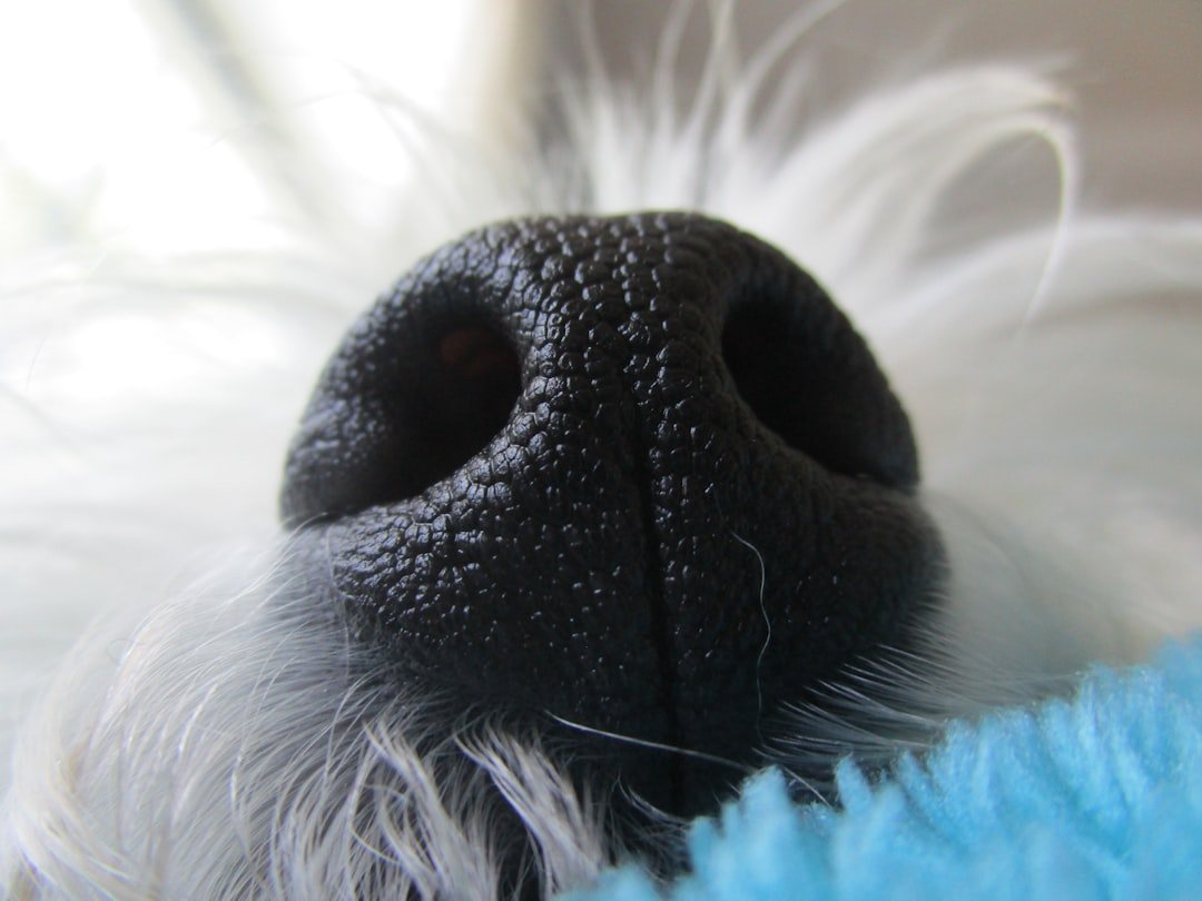 The Science of Smell (image credits: unsplash)