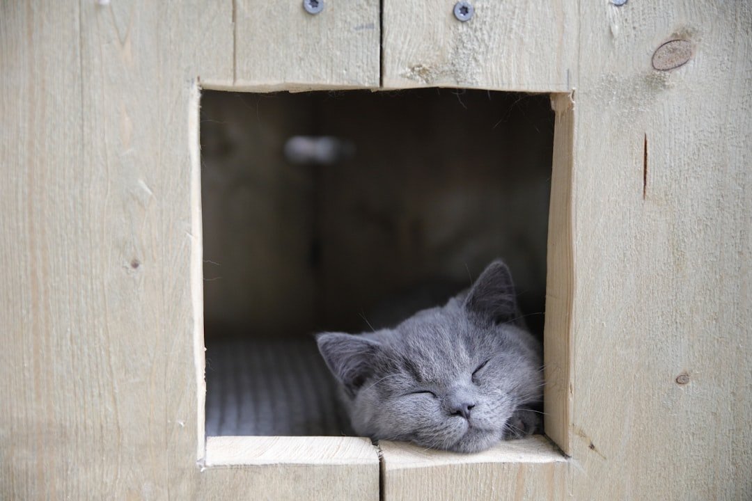 Designing Shelters for the Senses (image credits: unsplash)