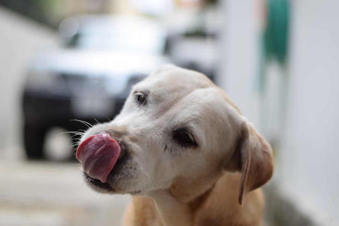 Lessons from Working Dogs and Wildcats (image credits: unsplash)