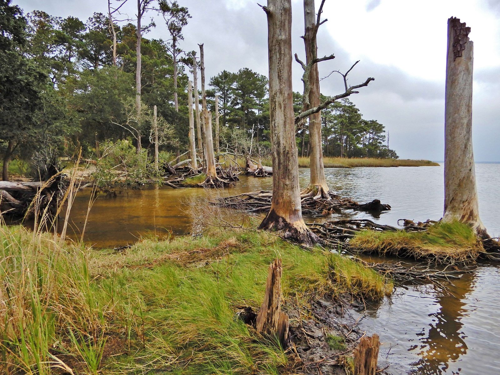 Timekeepers in Mud and Trees (image credits: wikimedia)