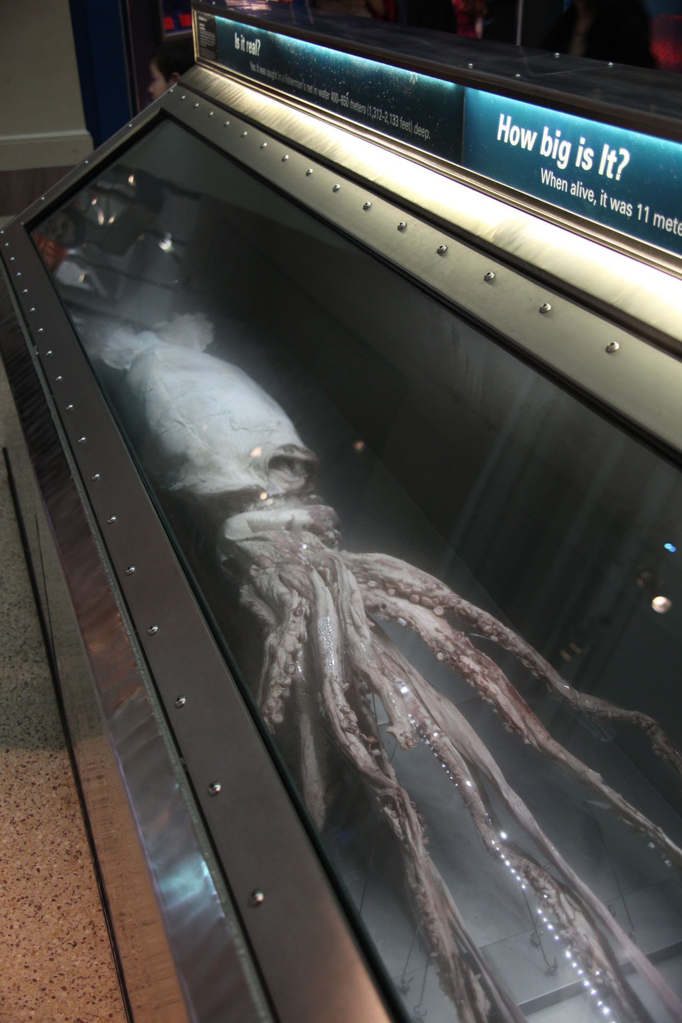 An Apex Hunter Built for Darkness (image credits: wikimedia)