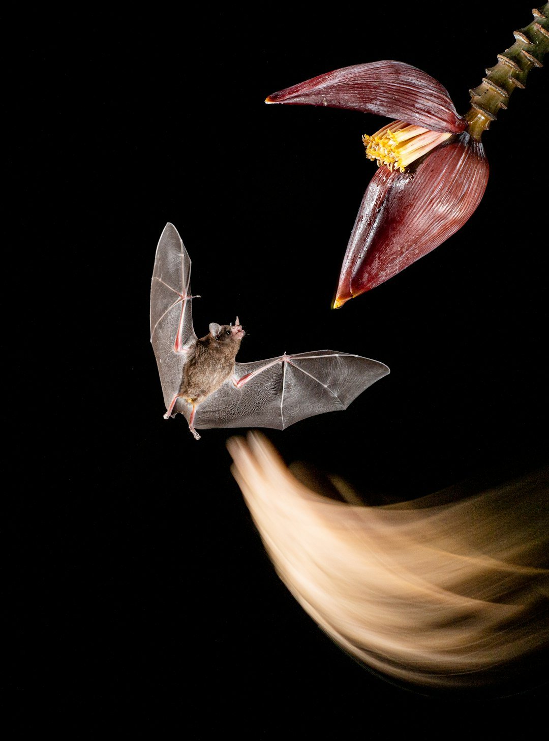 Ultraviolet Vision: Which Bats and Why (image credits: unsplash)