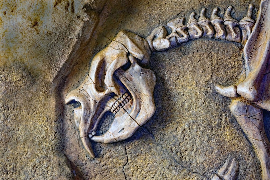 From Ancient Tools to Modern Science (image credits: unsplash)