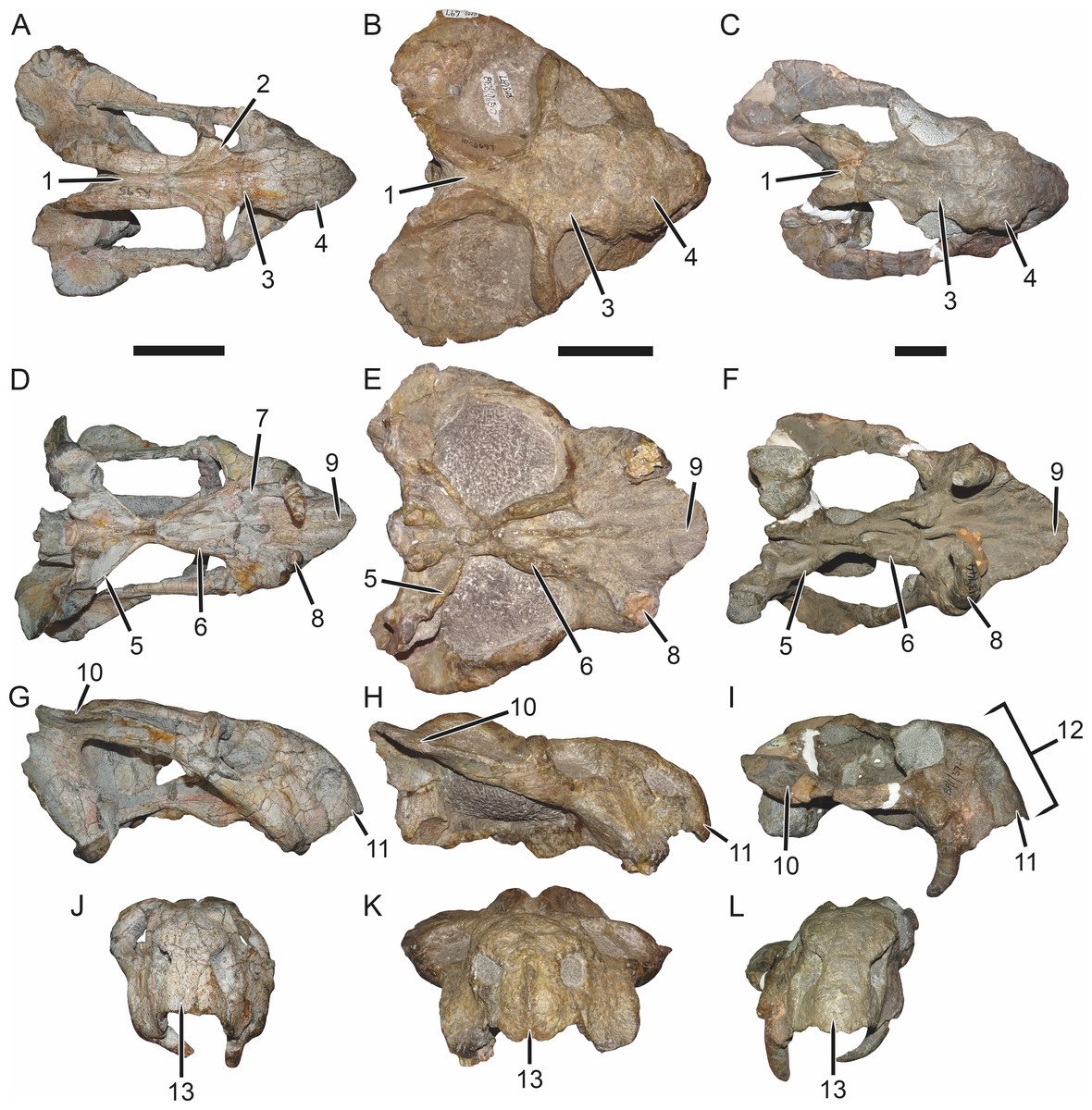Anatomy of a Paradox: Beaks, Tusks, and an Herbivore’s Bite (image credits: wikimedia)