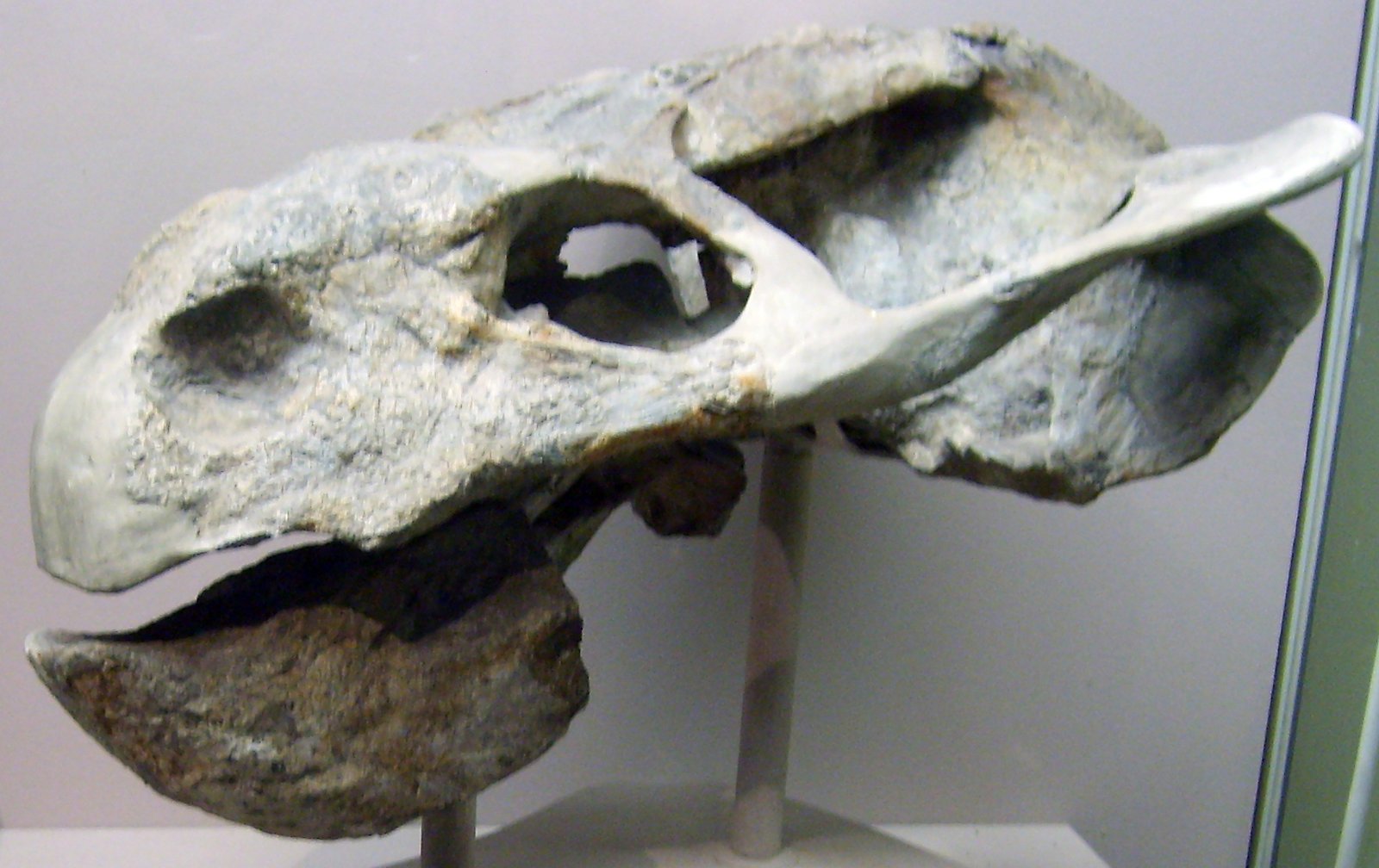 The Fossil Trail: From the Karoo to the World (image credits: wikimedia)