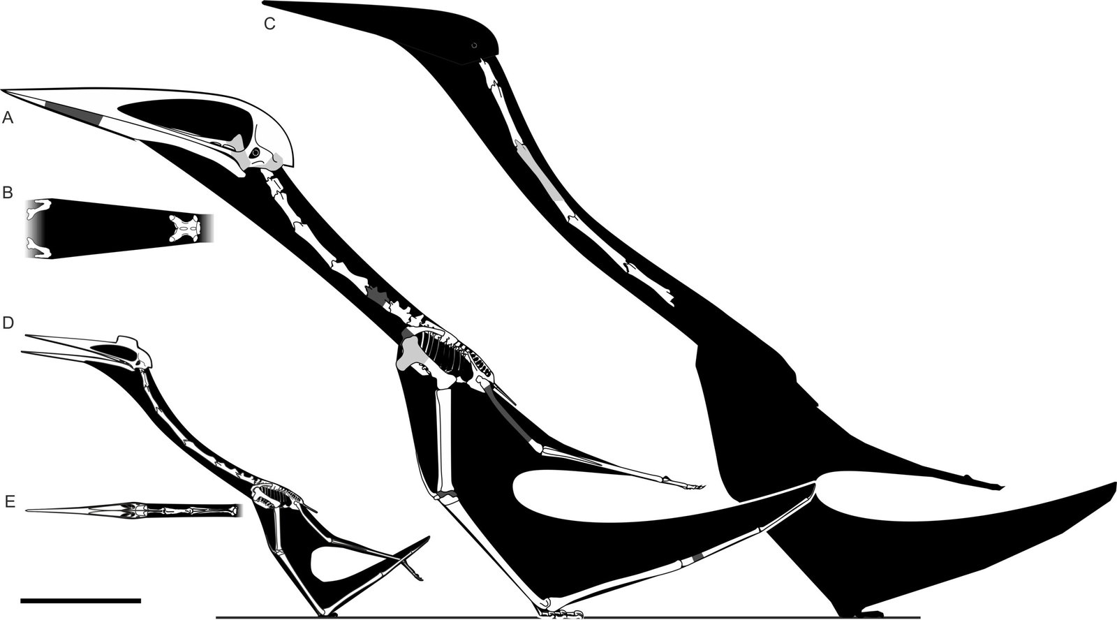 Arambourgiania philadelphiae: The Desert Nomad With a Towering Neck (image credits: wikimedia)