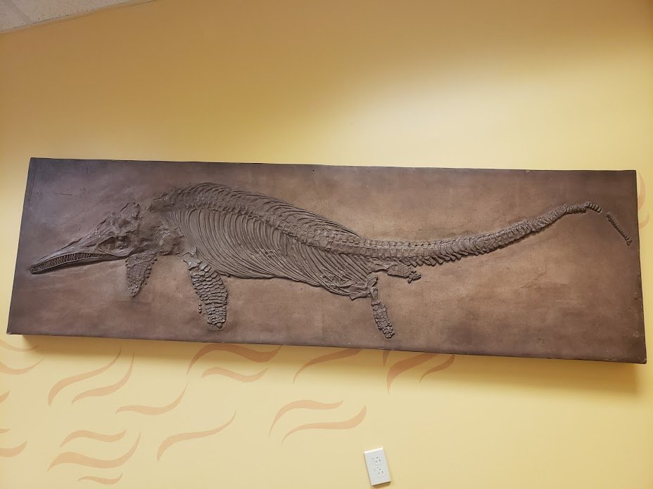 Fossils That Changed Science (image credits: wikimedia)