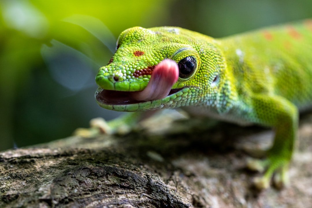Tongue Traps That Outrun Nerves (image credits: unsplash)