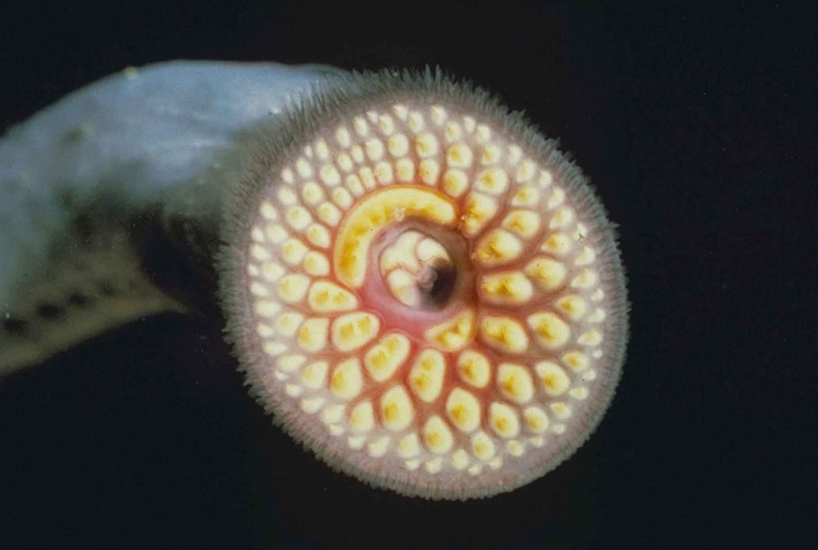 The Bite That Drills and Siphons (image credits: wikimedia)