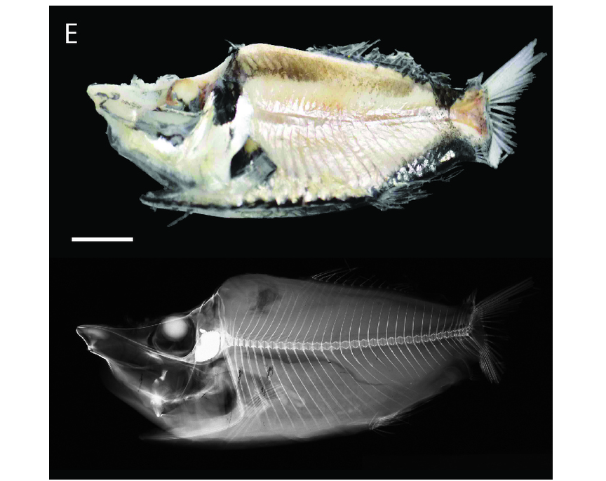 Hunting in the Midnight Zone (image credits: wikimedia)