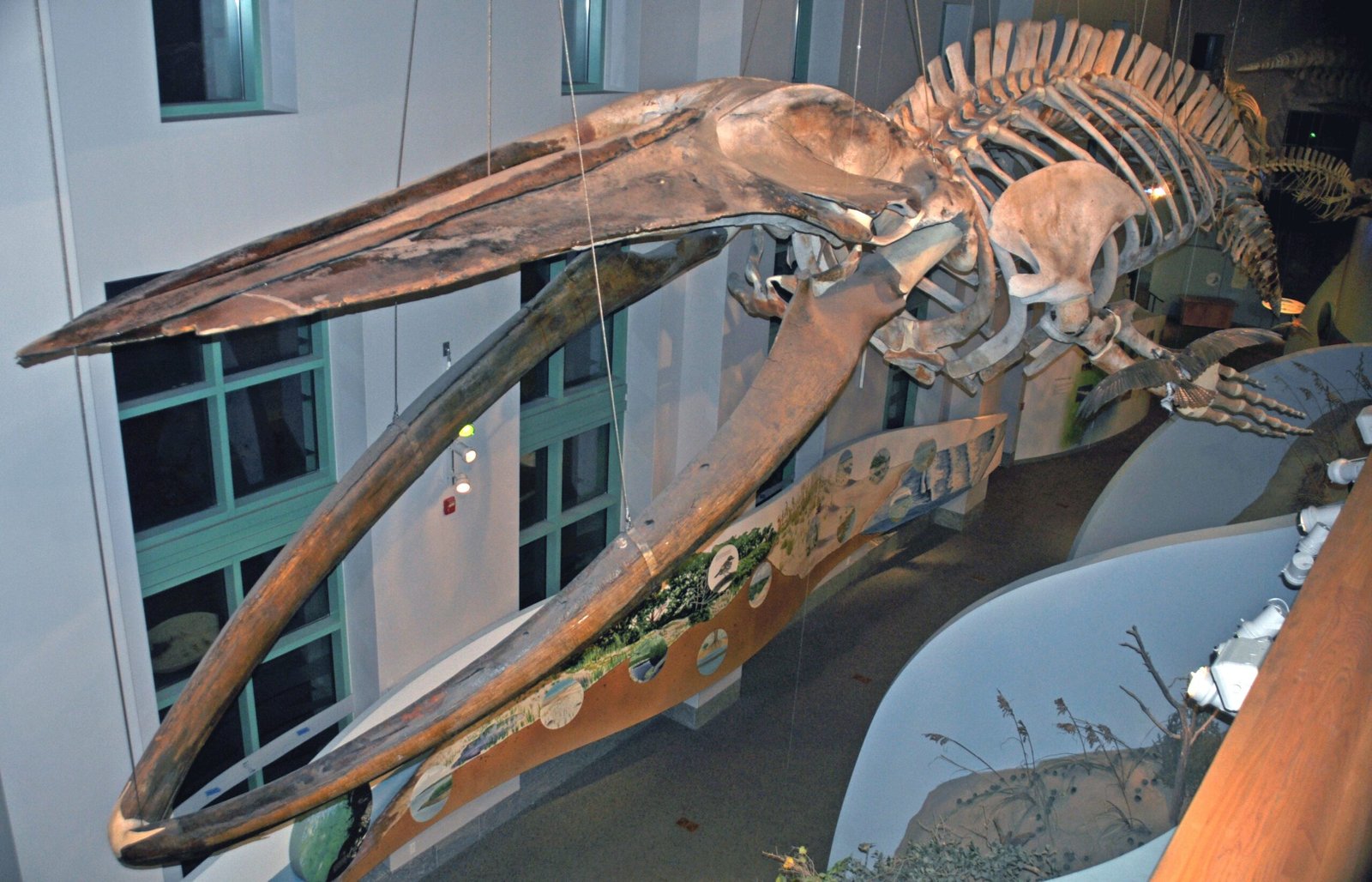 Evolution in the Sand: Whales with Legs (image credits: wikimedia)