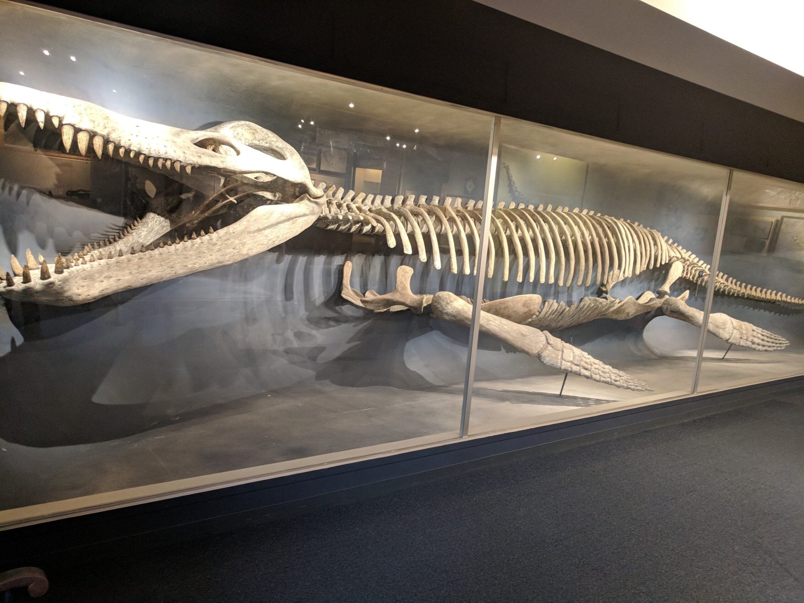 Food Webs and Bite Marks (image credits: wikimedia)