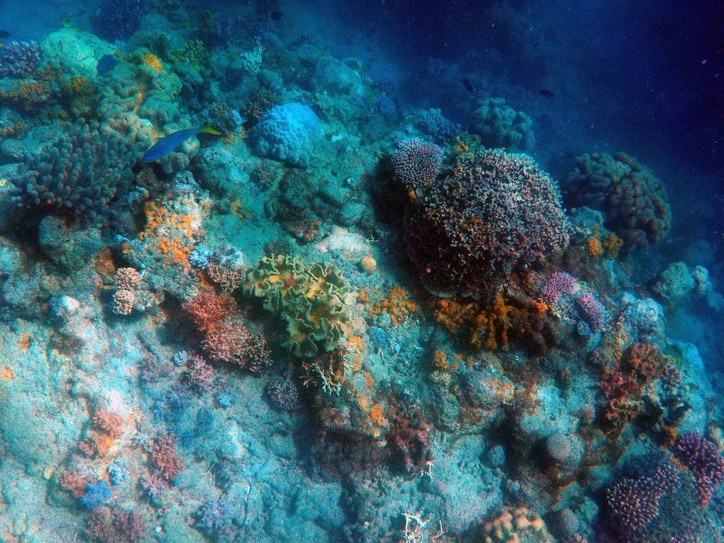 How Corals Archive Climate (image credits: rawpixel)