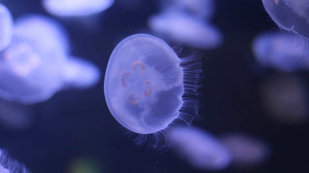 The Underwater Perimeter (image credits: unsplash)