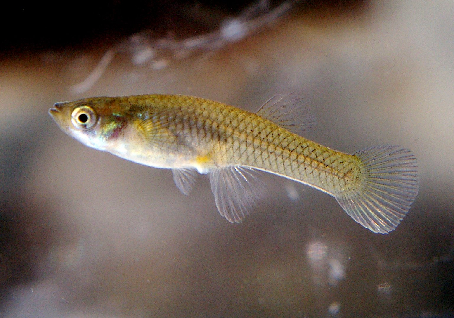 How Mosquito Fish Work (image credits: wikimedia)