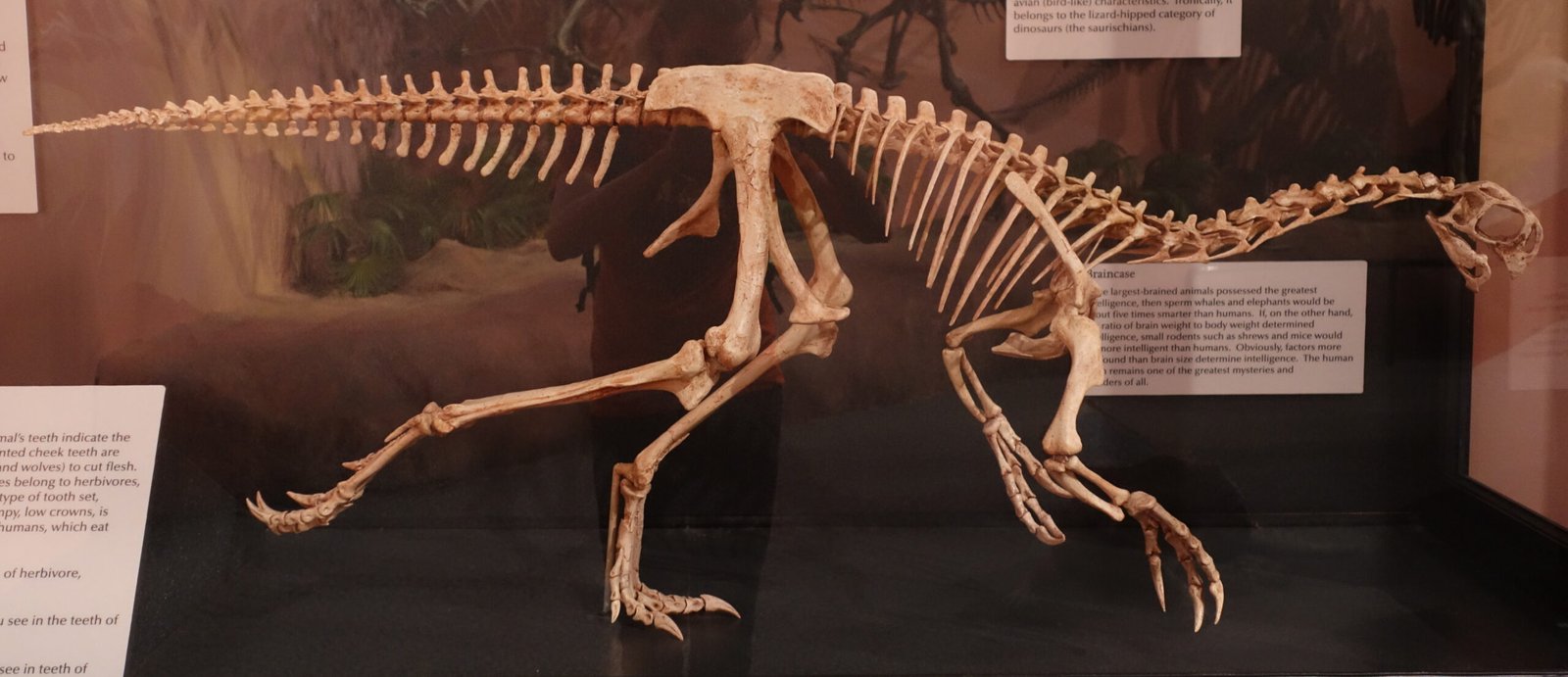 Fossils in the Forum (image credits: wikimedia)