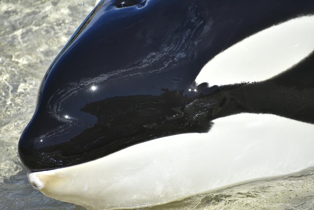 Detailed close-up of an orca's face in clear water, showcasing its striking black and white markings.