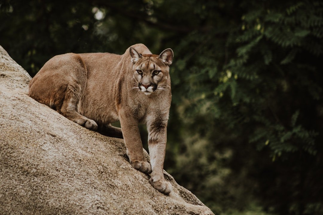 Mountain Lions: The Silent Stalkers of Red Rock Country (image credits: unsplash)