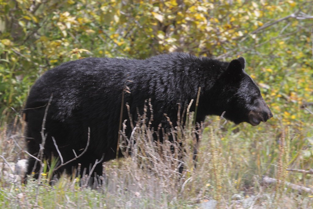 Black Bears: Unexpected Giants of the High Country (image credits: flickr)