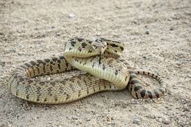Great Basin Rattlesnakes: Masters of Desert Disguise (image credits: great basin rattlesnake. US NPS)