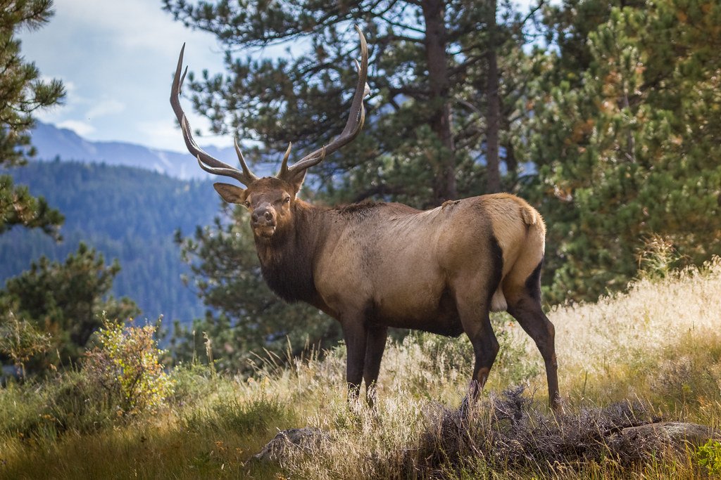 Elk: Towering Titans with Attitude Problems (image credits: flickr)