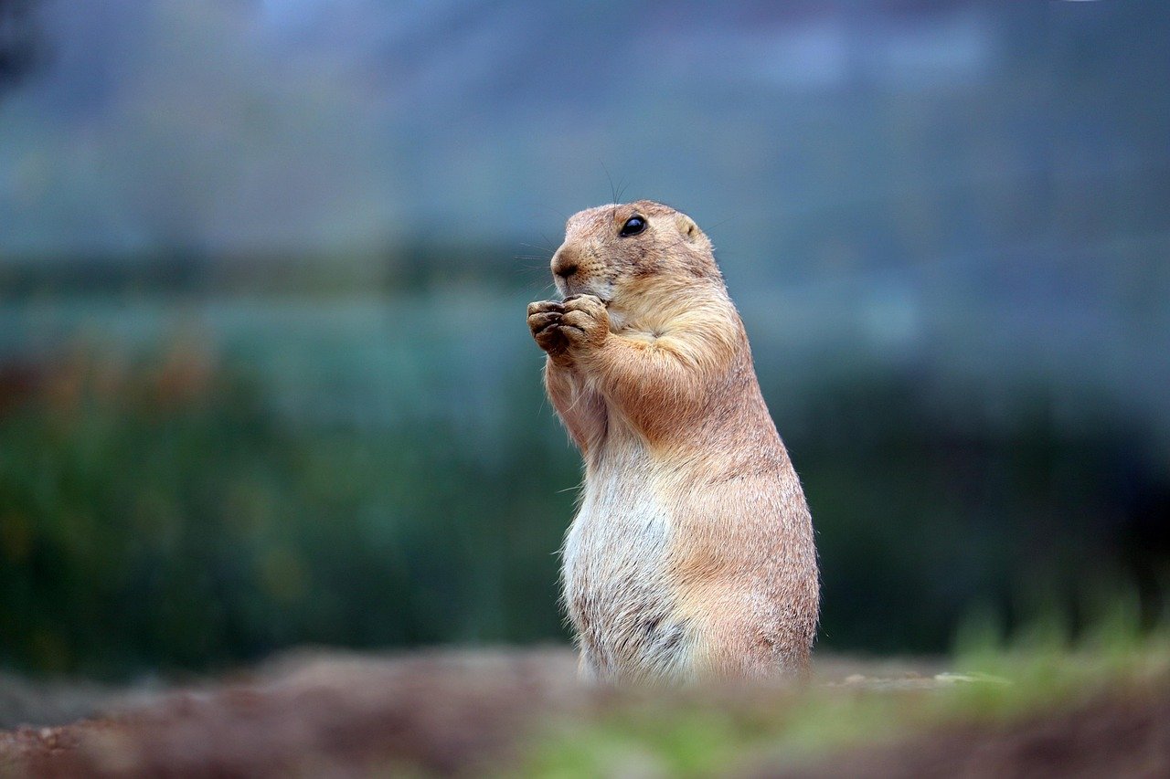 Utah Prairie Dogs: Small But Surprisingly Significant (image credits: pixabay)