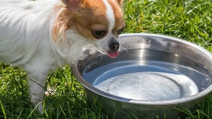 12 Vet-Approved Tips to Keep Pets Safe in Florida's Heat