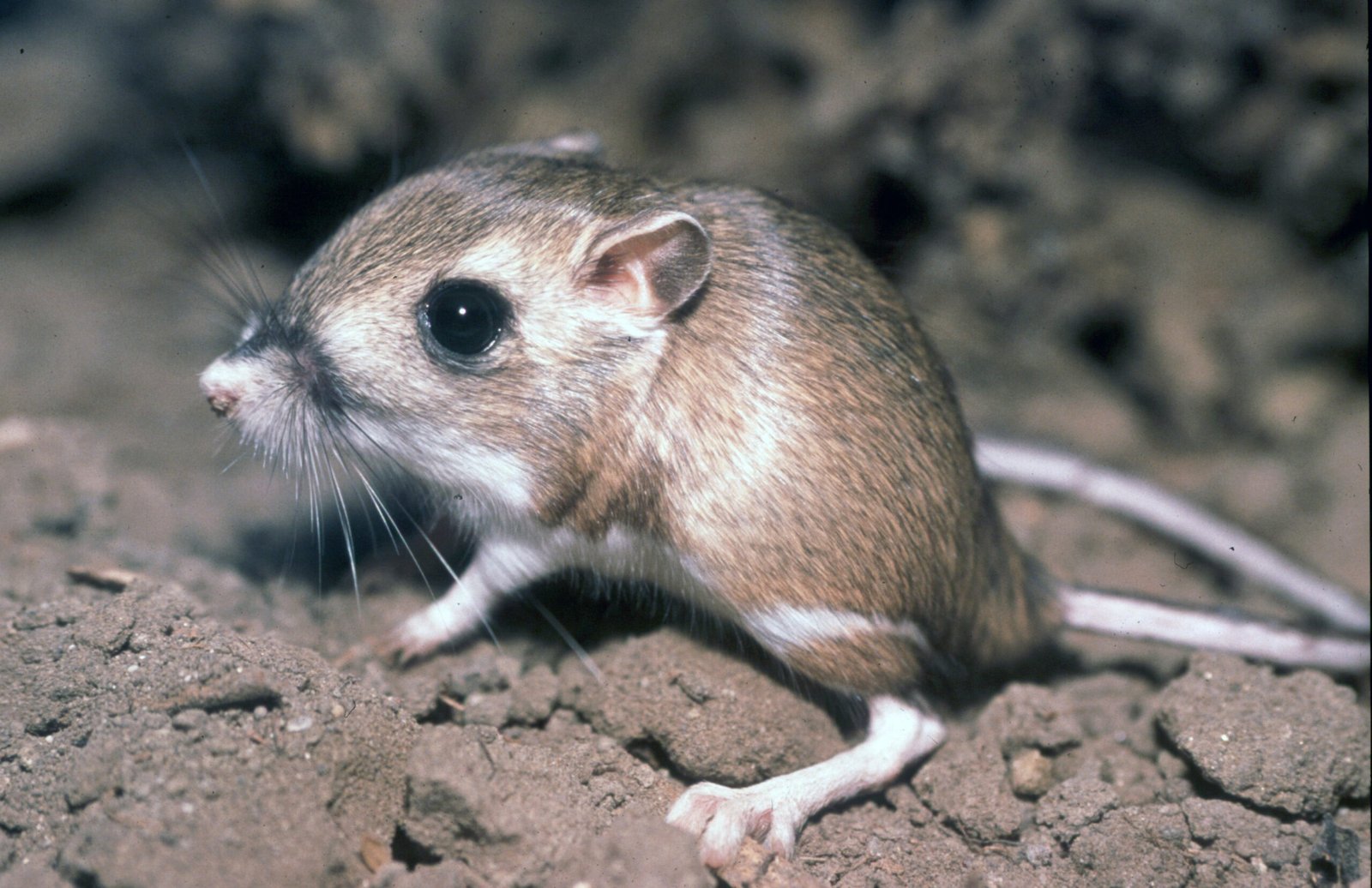 The Tiny Kangaroo Rat That Never Drinks Water (image credits: wikimedia)