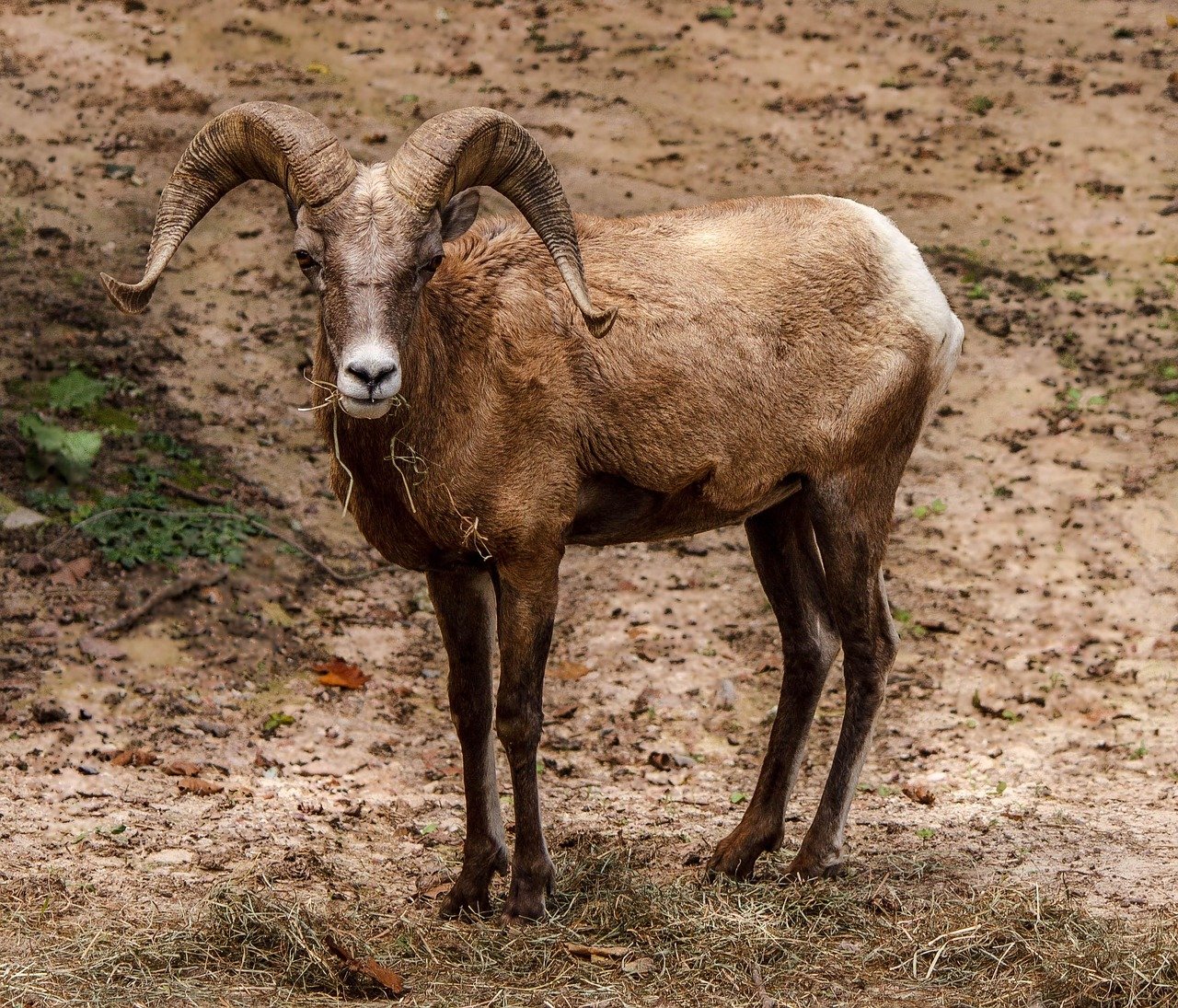Desert Bighorn Sheep: The Impossible Mountaineers (image credits: pixabay)