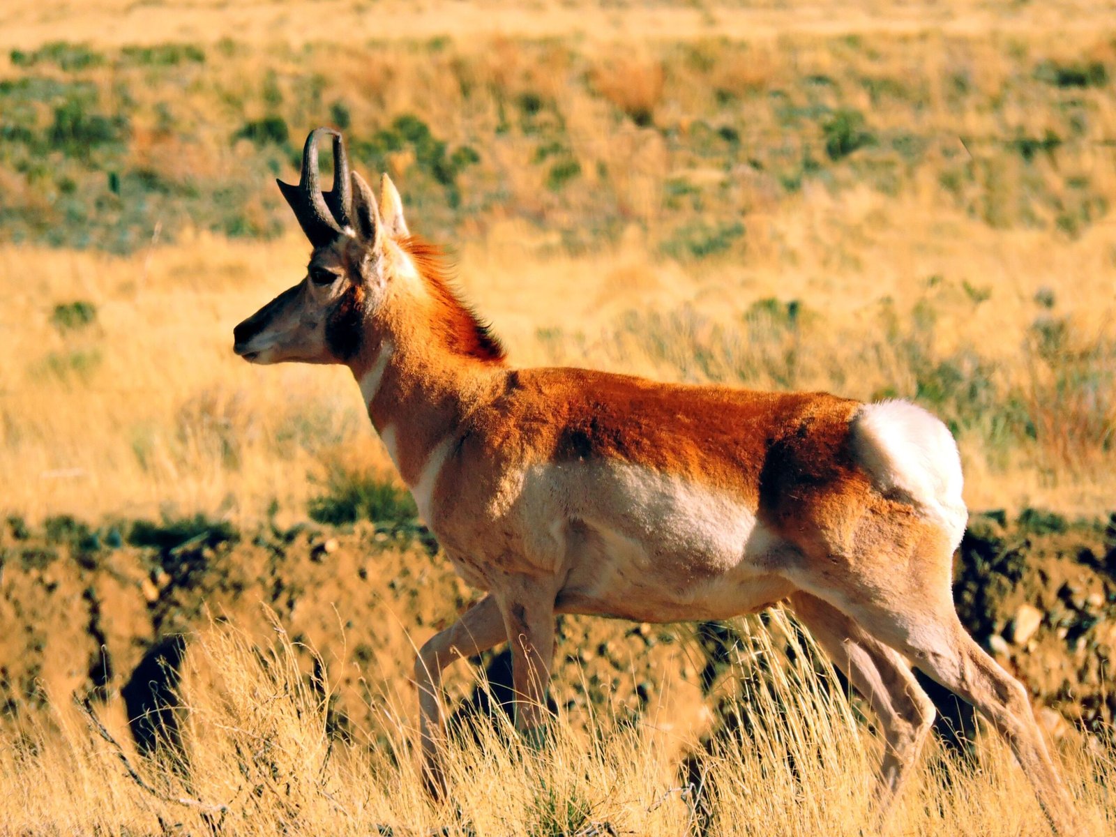 The Mysterious Sonoran Pronghorn: Desert Ghost (image credits: wikimedia)