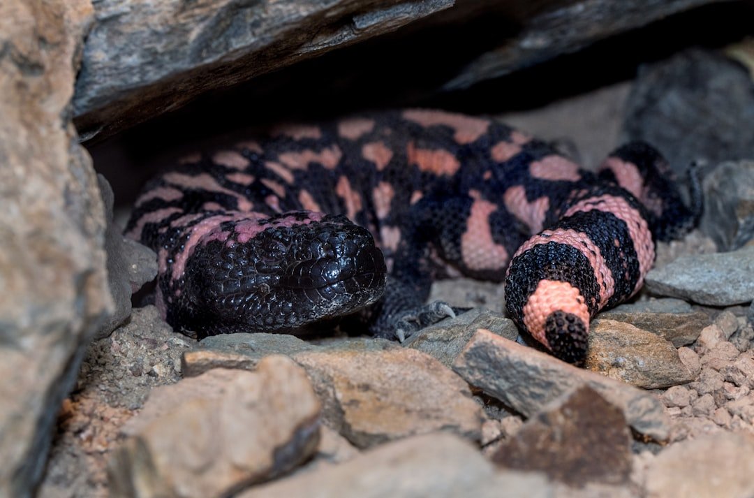 Gila Monsters: Living Dragons of the Southwest (image credits: unsplash)