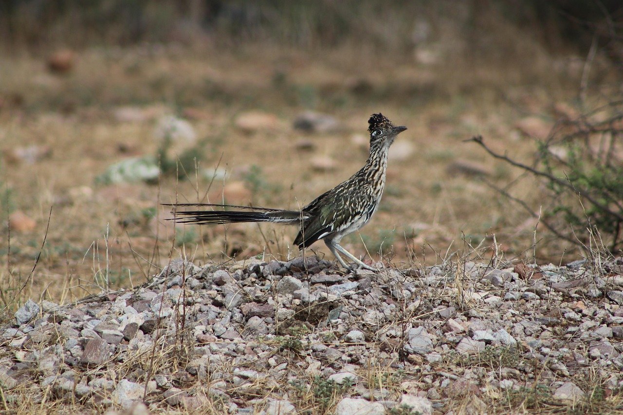 Greater Roadrunners: Speed Demons of the Desert (image credits: pixabay)