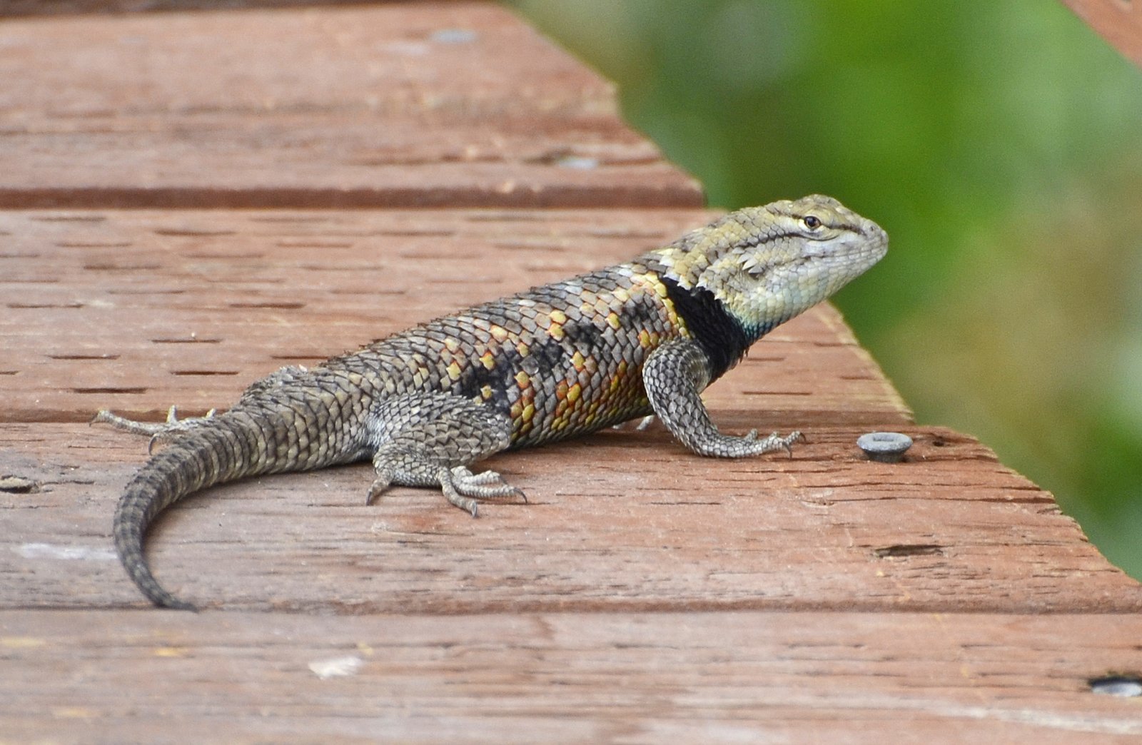 Chuckwallas: The Shape-Shifting Survivors (image credits: wikimedia)