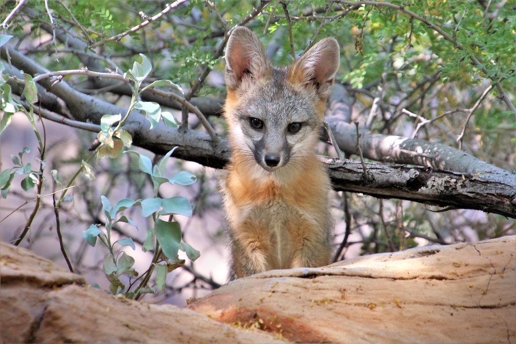 Kit Foxes: The Desert's Tiny Commandos (image credits: flickr)