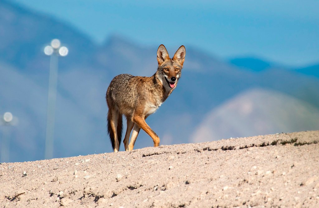 Coyotes: The Ultimate Desert Survivors (image credits: flickr)