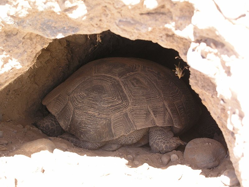 Desert Tortoises: Ancient Earth Movers (image credits: wikimedia)
