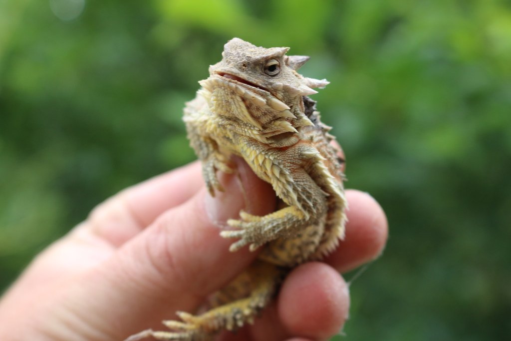 Horned Lizards: Blood-Squirting Warriors (image credits: flickr)