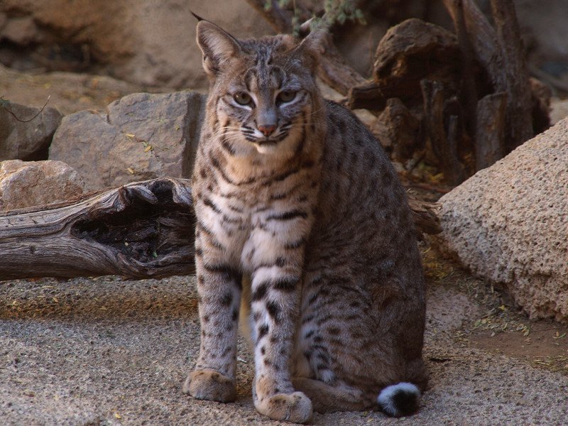Bobcats: Spotted Shadows of the Desert (image credits: flickr)