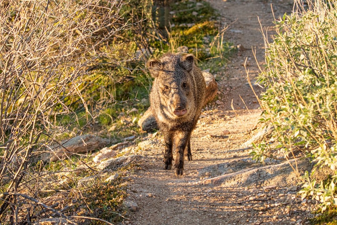 Javelinas: The Desert's Wild Boars (image credits: unsplash)